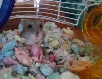 hamster dwarf powder pet