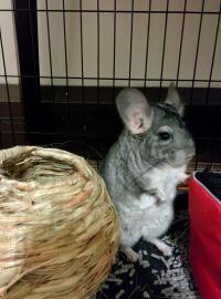 chinchilla grey cinna pet