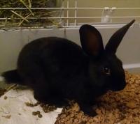 rabbit mini rex cocoa